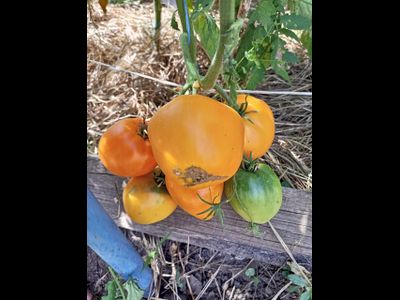 Томат Ранний оранжевый Розали (Rosalie’s early orange), США