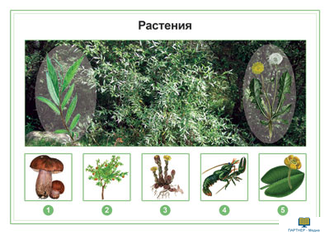 Растения, комбинированное наглядное пособие (СD-диск + 80 карточек)