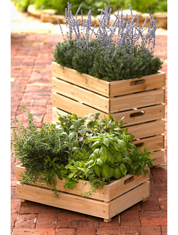 ПРЯНЫЕ ТРАВЫ