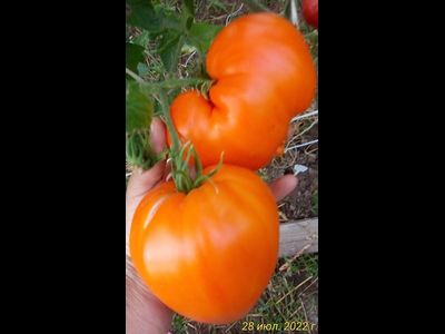 Томат Ночная свеча (Night Candle)