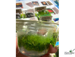 Утрикулярия граминифолия (меристемная) Сингапур