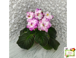 БР-Зажигают Огоньки (С. и Н. Буркацкие) 2024 г.