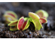 Dionaea muscipula Coquillage