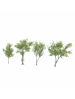 лиственные Деревья Conocarpus 01