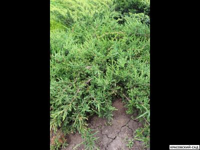 Можжевельник Репанда - Repanda