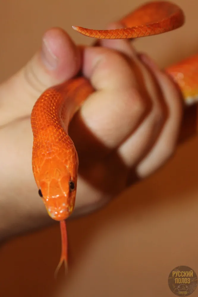 Полоз маисовый, Pantherophis guttatus