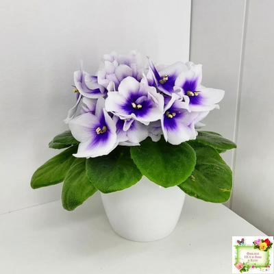 ЛЕ-Мятная Прохлада (Е. Лебецкая) 2019 г.