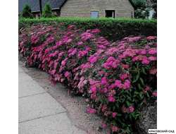 Спирея Энтони Ватерери