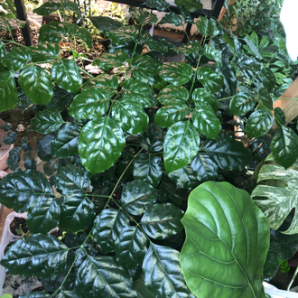 Radermachera hainanensis / Радермахера китайская