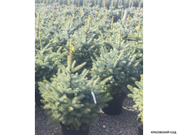 Ель Супер Блю Сидлинг - Super Blue Seedling