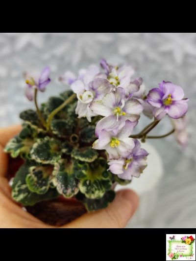 Heavenly Girl (Хевенли Гел), H.Pittman (пестролистный гёрл)