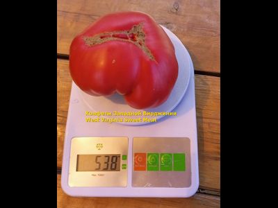 Томат Конфеты Западной Вирджинии (West Virginia Sweetmeat), США