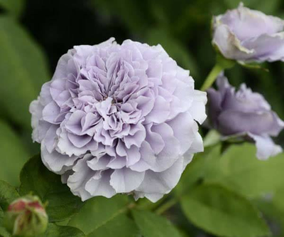 Тамамо (Tamamo)