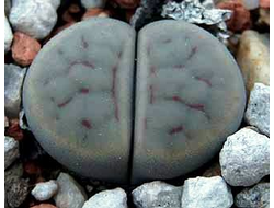Lithops schwantesii (grey form) C250 (семена)