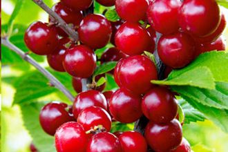 Фото вишни войлочной Натали