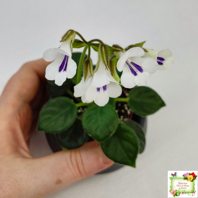 Deinostigma tamiana (Primulina tamiana (примулина тамиана))