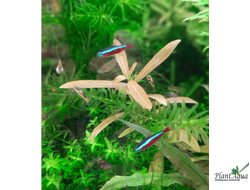 Фото от покупателя. В аквариуме спустя месяц