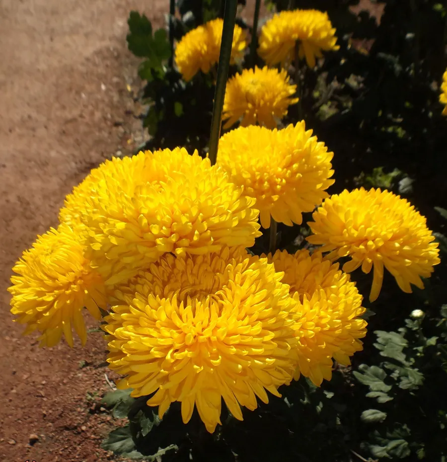 CREAMIEST YELLOW.
Интродукция НБС-ННЦ.