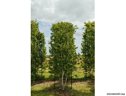 Арка из Березы повислой - Betula pendula