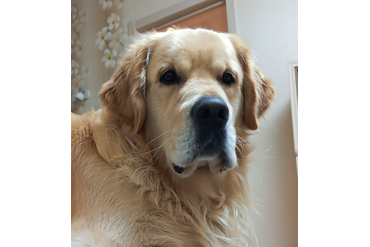 Лукас / РЗ Лукас Левангур / , 4 года, с коричневой ленточкой