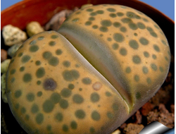 Lithops fulviceps v.laevigata C412 - Pofadder (MG-1593.2)  - 10 семян