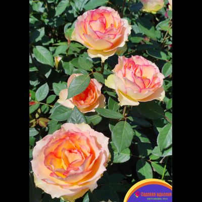 Джалита (Jalitah)