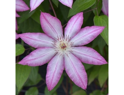 Клематис Clematis Tae (крупноцветковый)
