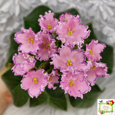 Nik-Хмельное Лето (Н. Булко) 2022 г. (крупная детка)