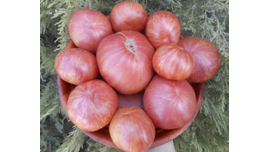 малиновая зебра