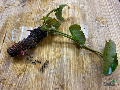 Нимфея Джой Томоцик