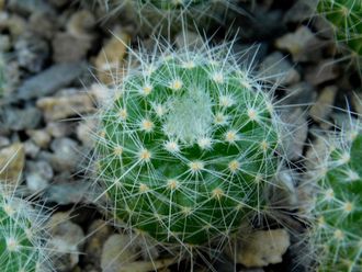 Parodia chrysacantha  (D=10-15мм)