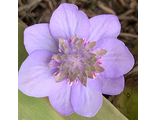 Hepatica nobilis «Manthey Supercentra».