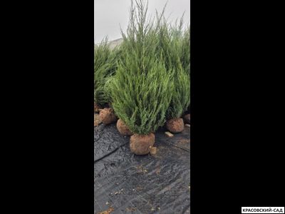 Можжевельник Фишт - Fischt