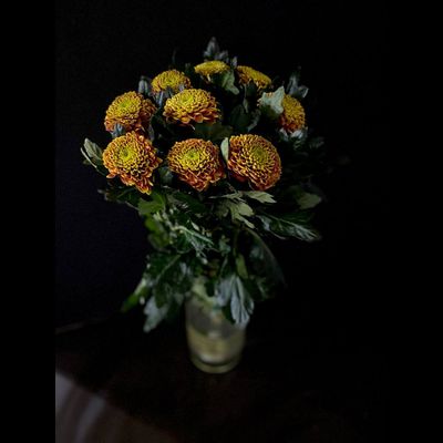 Хризантема одноголовая 9 шт