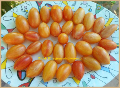 Томат Блаш (Blush,  Румянец, США)