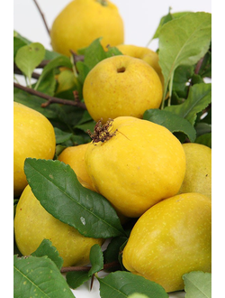 Айва (Хеномелес средний) Crimson and Gold