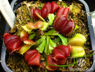 Dionaea muscipula Angel Wings