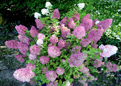 Гортензия метельчатая Sundae Fraise