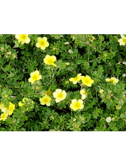 Лапчатка кустарниковая Goldteppich