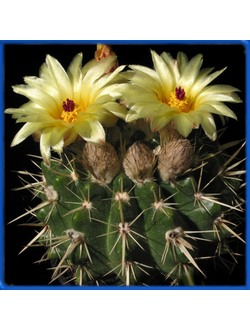 Notocactus submammulosus LŠ 553