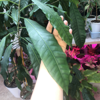 Ficus (T18) Mango leaf / фикус Нервоза