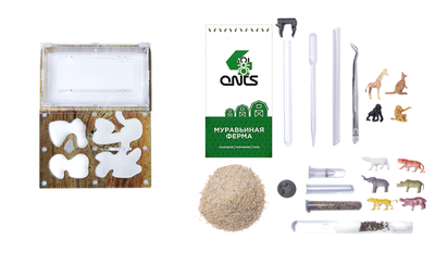 Формикарий 4ants комплект Antrum M дерево + муравьи Messor Structor