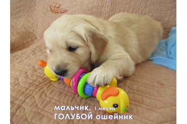 1 мес. Мальчик ГОЛУБОЙ ошейничек