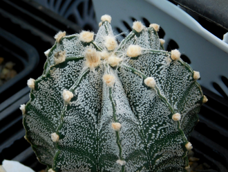 Astrophytum niveum - 10 семян