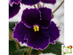 Mac's Black Pearl (G.McDonald) (лист посажен 01.11.25)