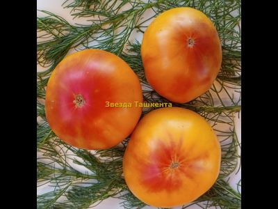 Томат Звезда Ташкента