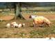 Животноводство. Породы сельскохозяйственных животных , слайд-комплект (20 слайдов)