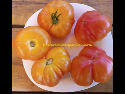 Томат Оаксаканская драгоценность (Oaxacan Jewel)