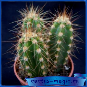 Neocardenasia herzogiana LK 42/14