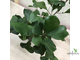 Ficus Triangularis / фикус треугольный